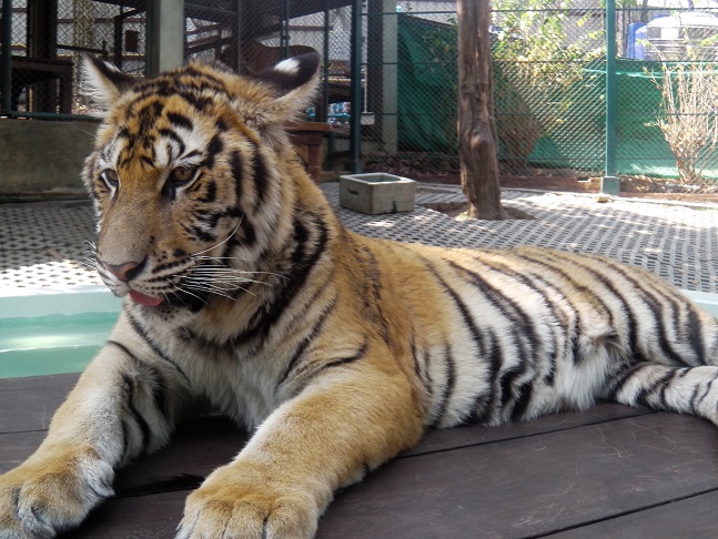 Tigre 6 mois